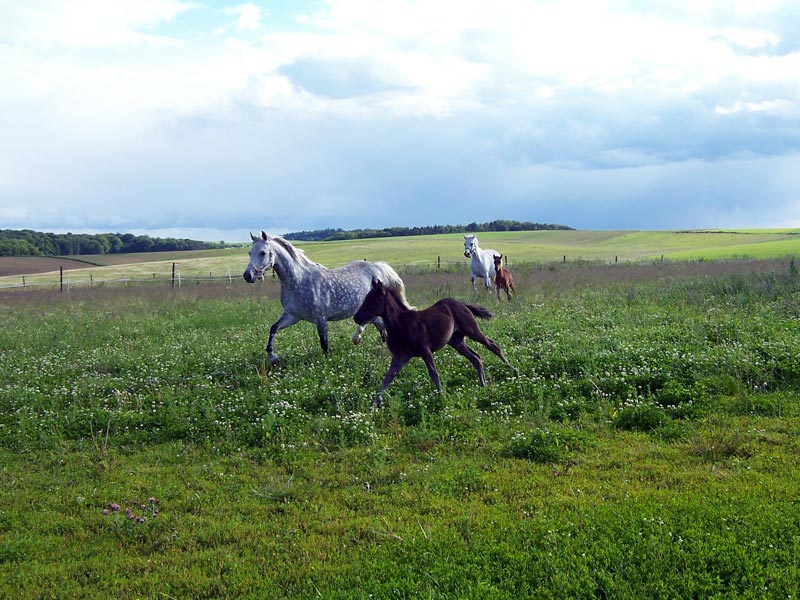 Reitponys auf der Koppel
