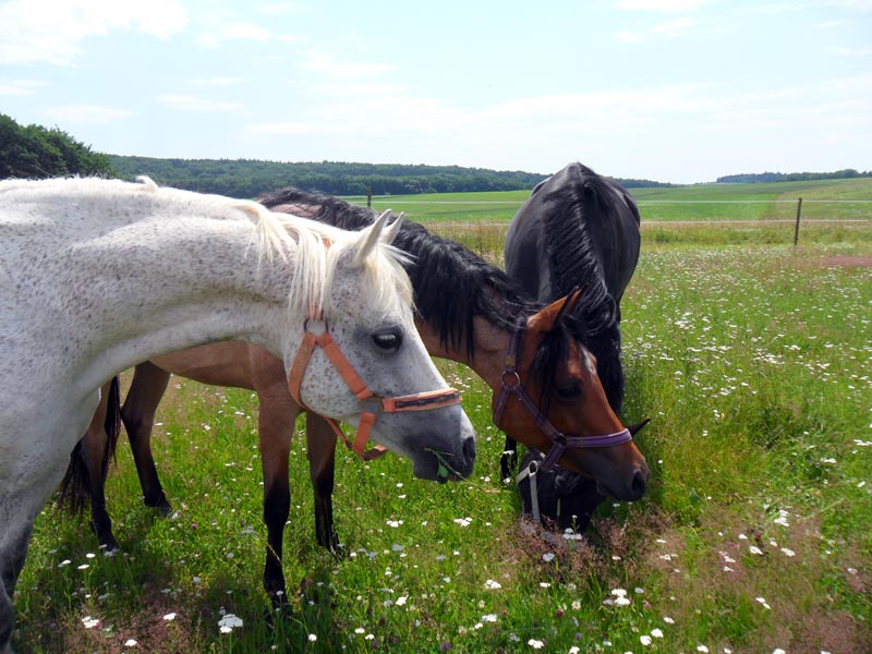 Reitponys auf der Koppel