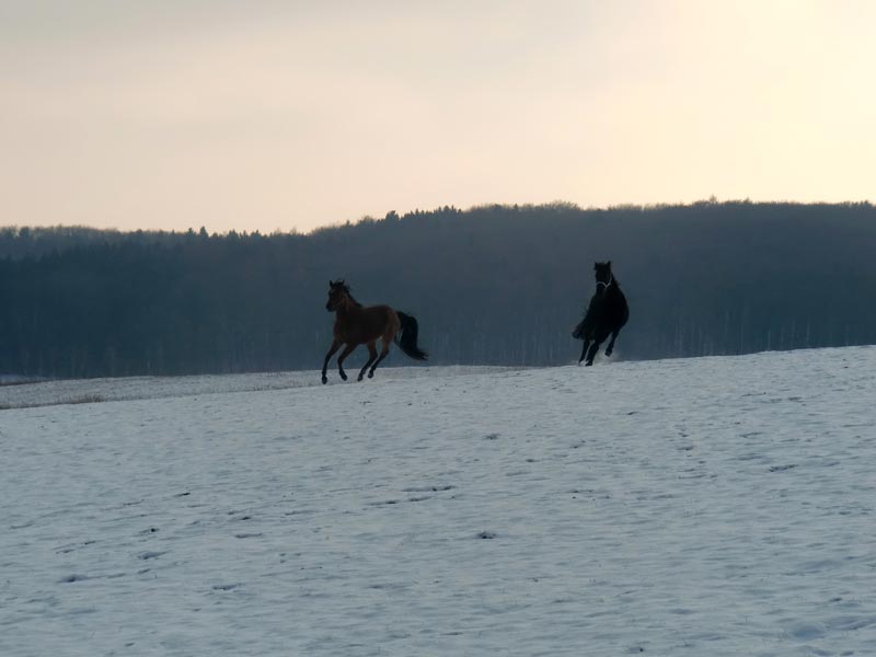 Reitponys im Winter