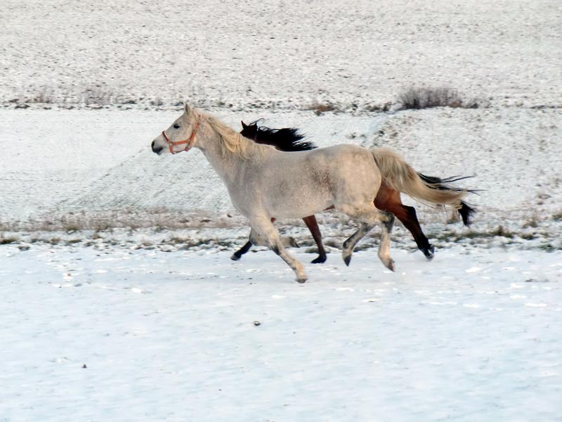 Reitponys im Galopp